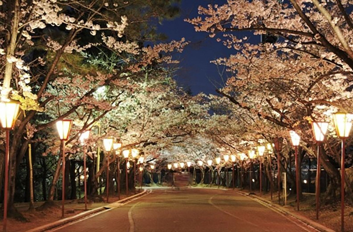 加古川市最大級の夜桜スポット。約1,000本のソメイヨシノを照らす幻想空間「日岡山公園」ぼんぼりライトアップ
