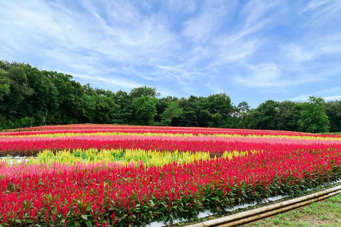 約40万本の 羽毛ゲイトウ の花畑 埼玉の国営武蔵丘陵森林公園にて見頃を迎えます Drive Nippon おでかけ情報ウェブマガジン