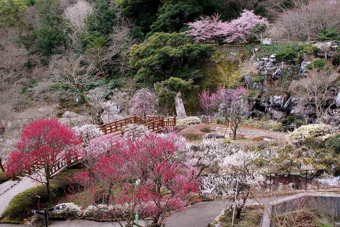 全国旅行支援延長決定！期間中「熱海梅園梅まつり」&「あたみ桜糸川桜祭り」開催