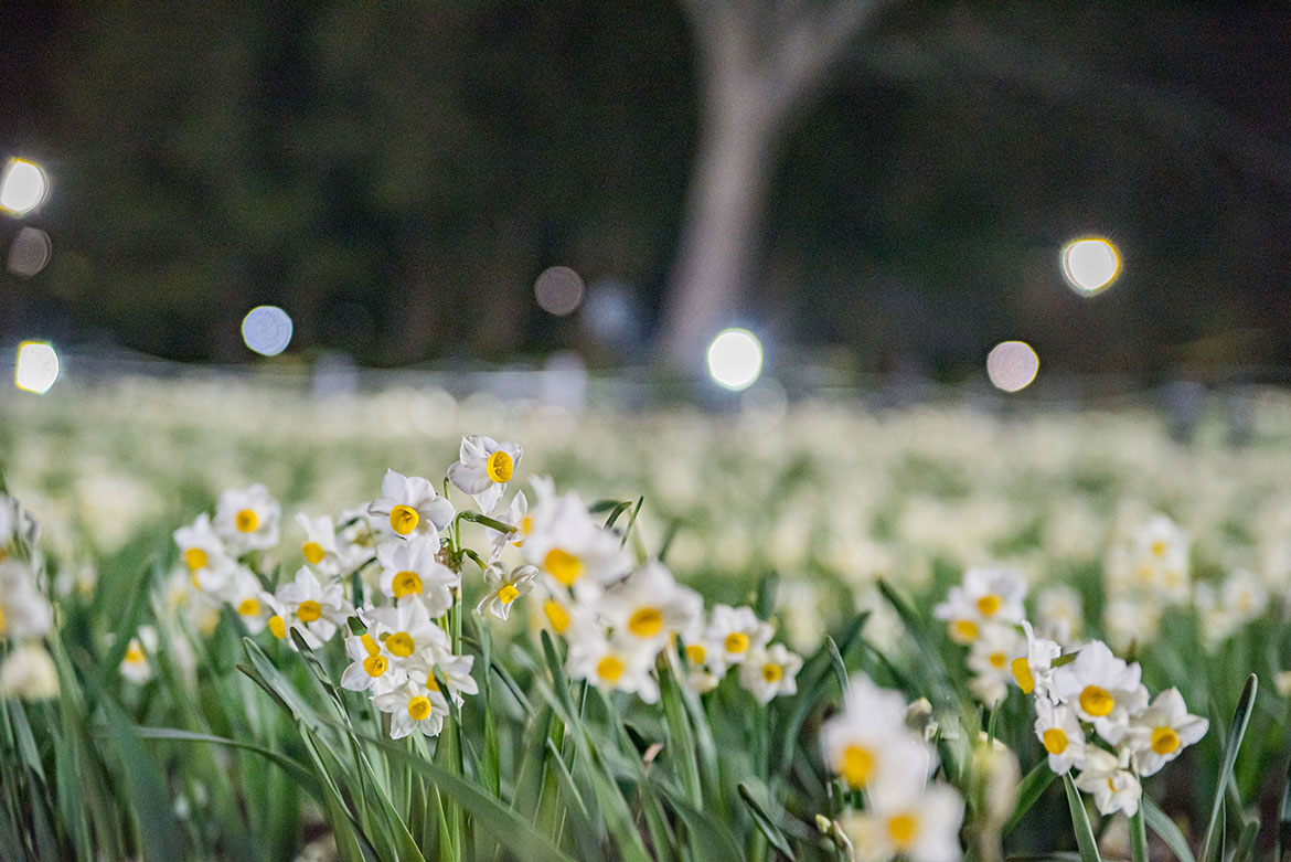 都立公園最大のスイセン花壇が見頃！「花と光のムーブメント 葛西臨海公園×スイセン」3/5まで