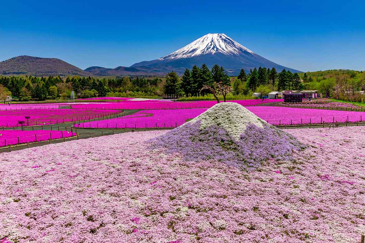 富士山麓の春の絶景・花のじゅうたん「2023富士芝桜まつり」 4/15開幕