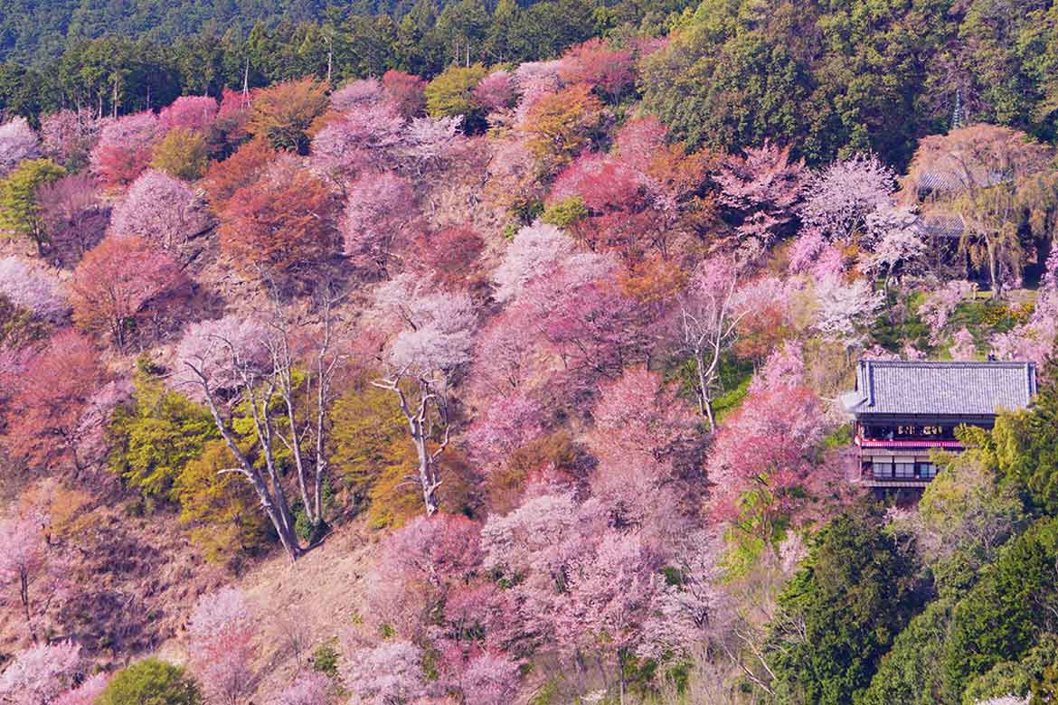 吉野山・嵯峨嵐山のサクラを空中散歩で満喫！ヘリコプターでお花見フライト販売中