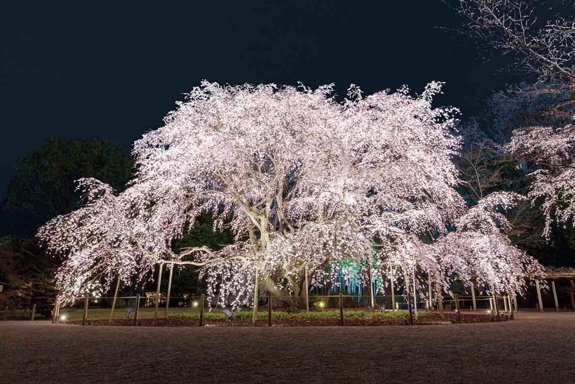 文京区「六義園」、夜間特別観賞『春夜の六義園』3/23～29開催決定！