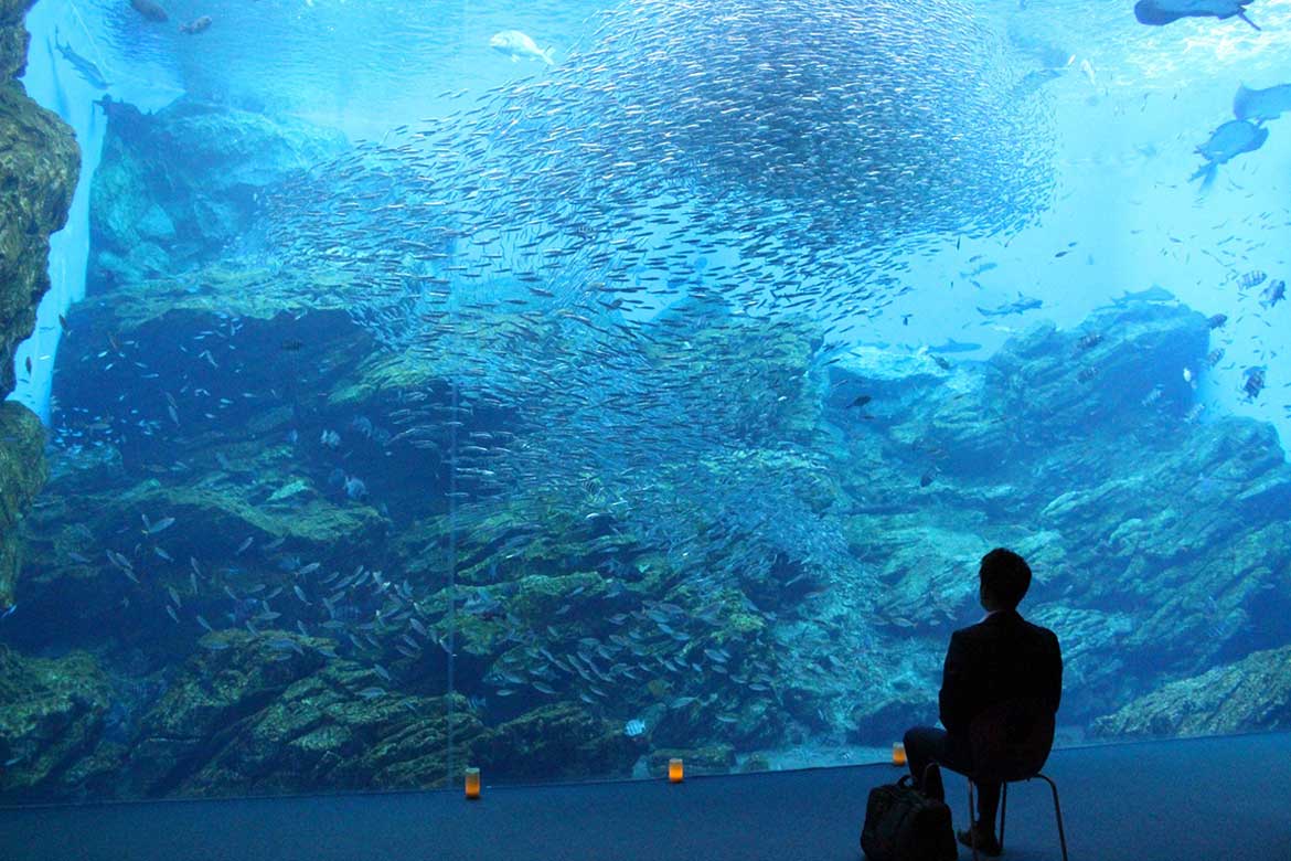 夜の水族館で過ごす大人のひとり時間『おひとりさまナイト水族館』開催