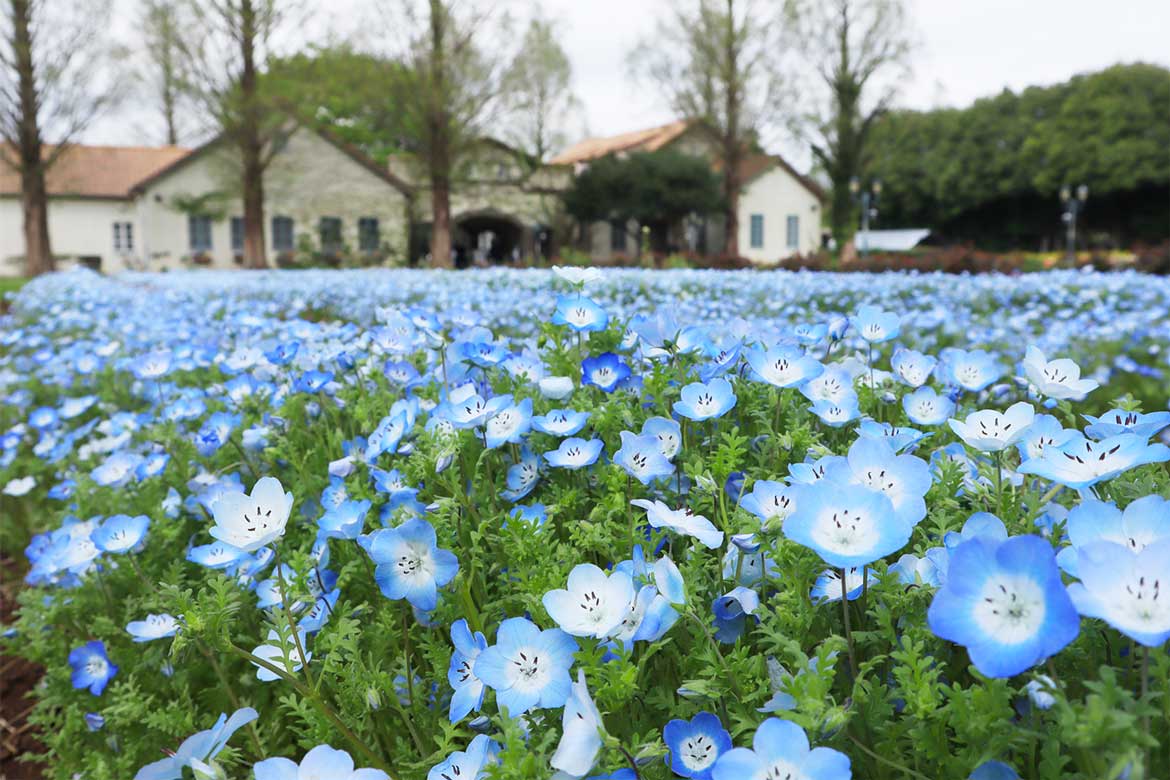 7万本のネモフィラと2万本のチューリップが、菜の花とともに見頃！茨城県「こもれび森のイバライド」