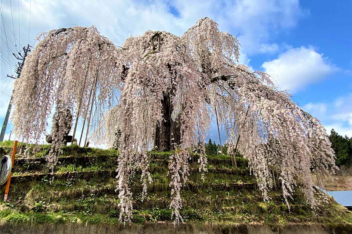 長野県飯綱町の花と味覚を同時に楽しむ、「いいづなまち花めぐり2023」開催中！