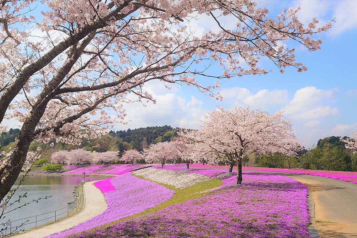 芝桜が見頃！春の花々が次々に「東京ドイツ村」を彩ります