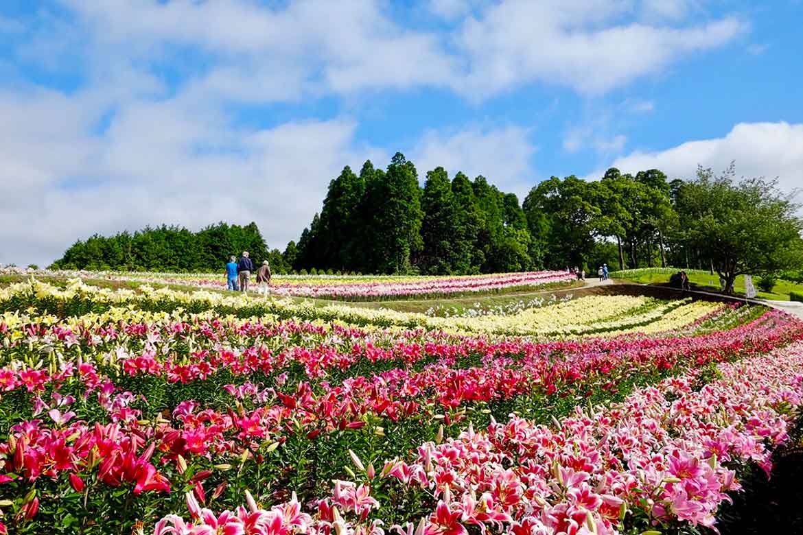 東京ドイツ村で楽しむ初夏の絶景。カラフルな15万輪のゆりが見頃