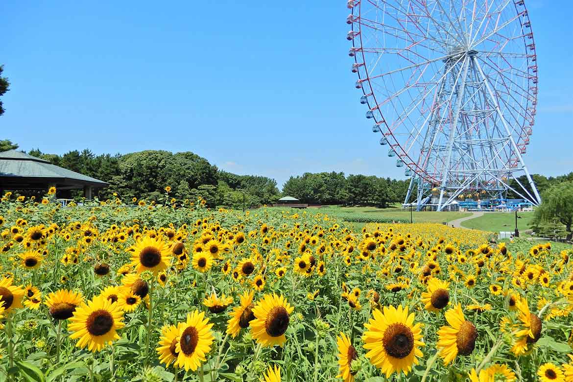 大観覧車を背景に約3万本のひまわりをライトアップ！葛西臨海公園「花と光のムーブメント」