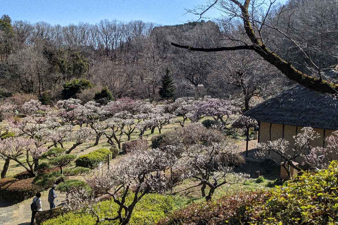 白梅や紅梅がもうすぐ見頃！東京都町田市「町田薬師池公園四季彩の杜薬師池 梅まつり」開催