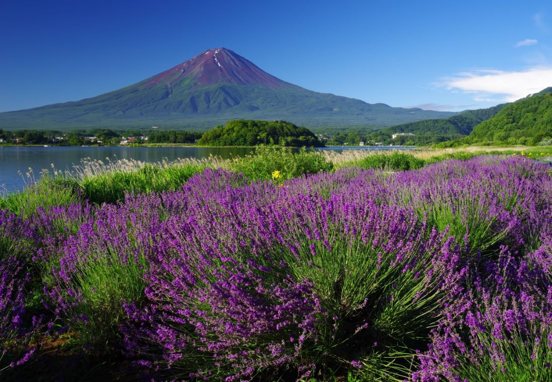 山梨・河口湖ドライブ ｜ 初夏の富士山を眺め、湖畔で過ごす優雅な休日
