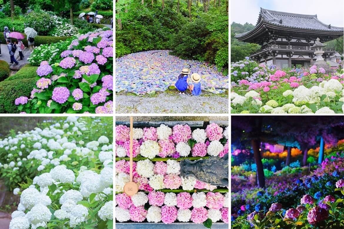 梅雨でも心晴れやかに！全国に26ヵ所ある紫陽花の名所で「紫陽花傘フォトコン」開催