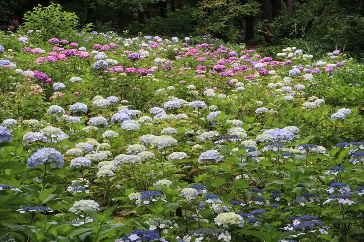 約130種類500株のアジサイが梅雨を彩る！神代植物公園にて「アジサイウィーク」5/28より開催