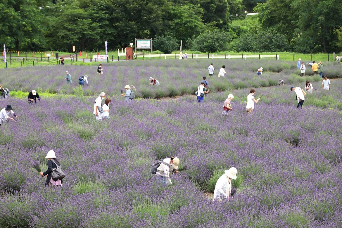 埼玉県嵐山町「千年の苑ラベンダー園」にて、 『らんざんラベンダーまつり』6/7より開催