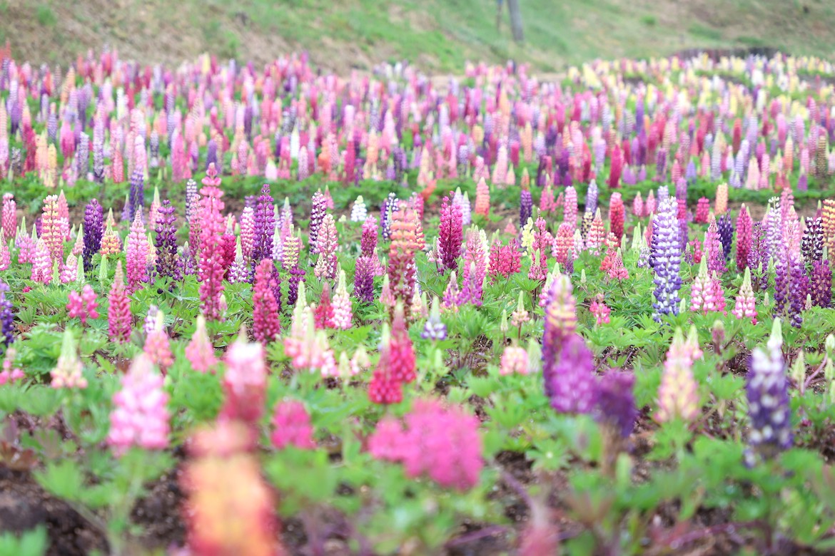 広島県・世羅町「せらふじ園」にて、12,000株のルピナスが開花中
