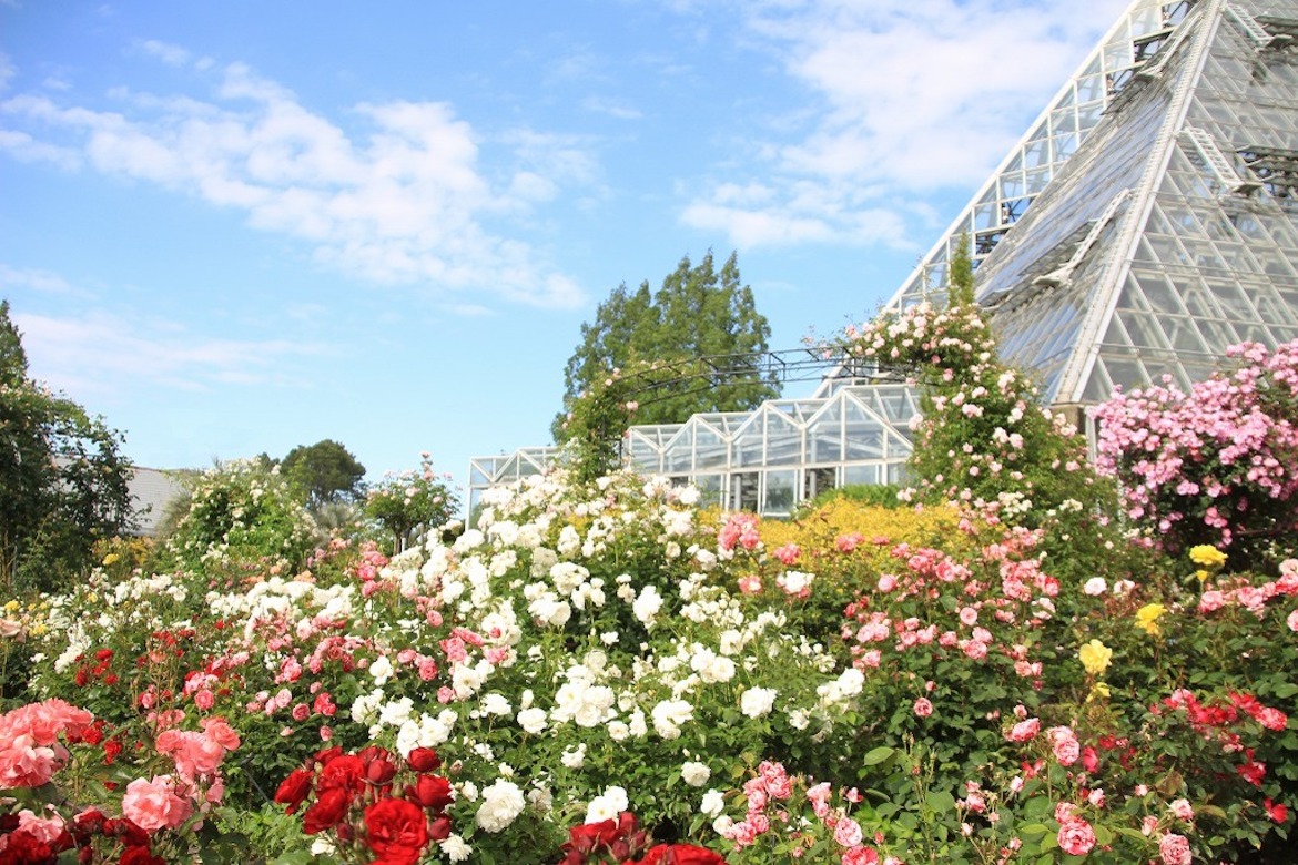 「大阪府立花の文化園」にて、約500品種1,400株のバラが見頃