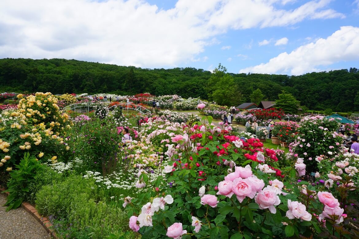 約800品種2,400株のバラが咲き誇る！新潟県長岡市、国営越後丘陵公園で「バラまつり」開催