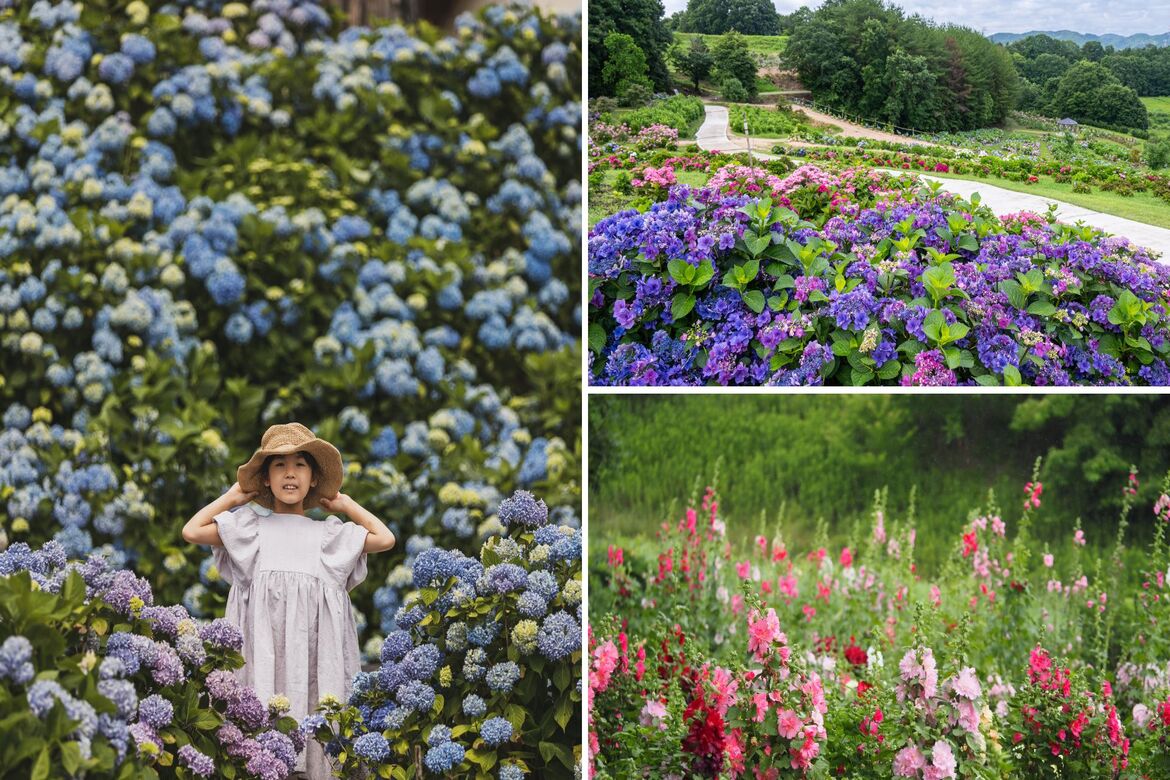 広島「Flower village 花夢の里」にて、3,500株のあじさいの花畑が彩る『あじさいとタチアオイの丘』開催中