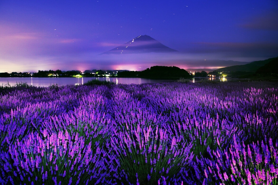美しいラベンダーとダイナミックな富士山の共演「河口湖ハーブフェスティバル」開催中