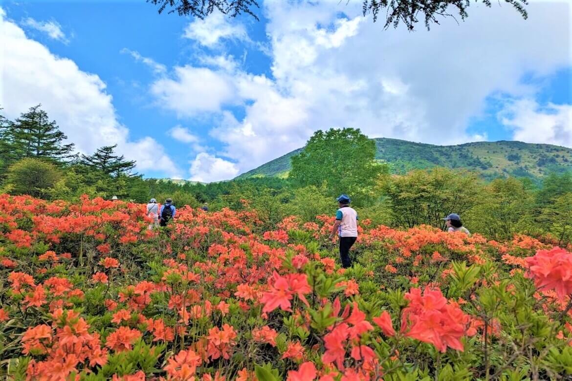 日本一の景観を誇る長野のレンゲツツジ群落「湯の丸高原つつじ祭り」開催中