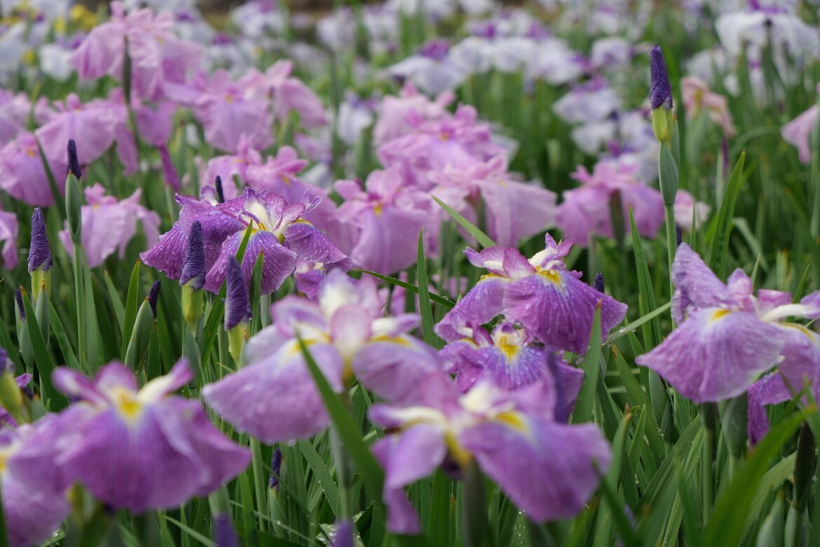 奈良・馬見丘陵公園で初夏の花が彩る「にぎわいマルシェin馬見花菖蒲」6/8・9開催