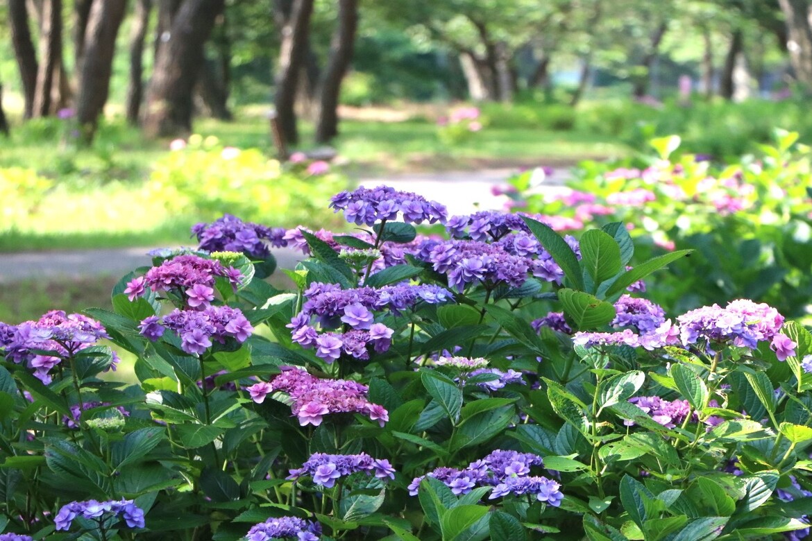 丘一面がアジサイの花色に染まる絶景。福岡「国営海の中道海浜公園」で30品種2,000株のアジサイが見頃