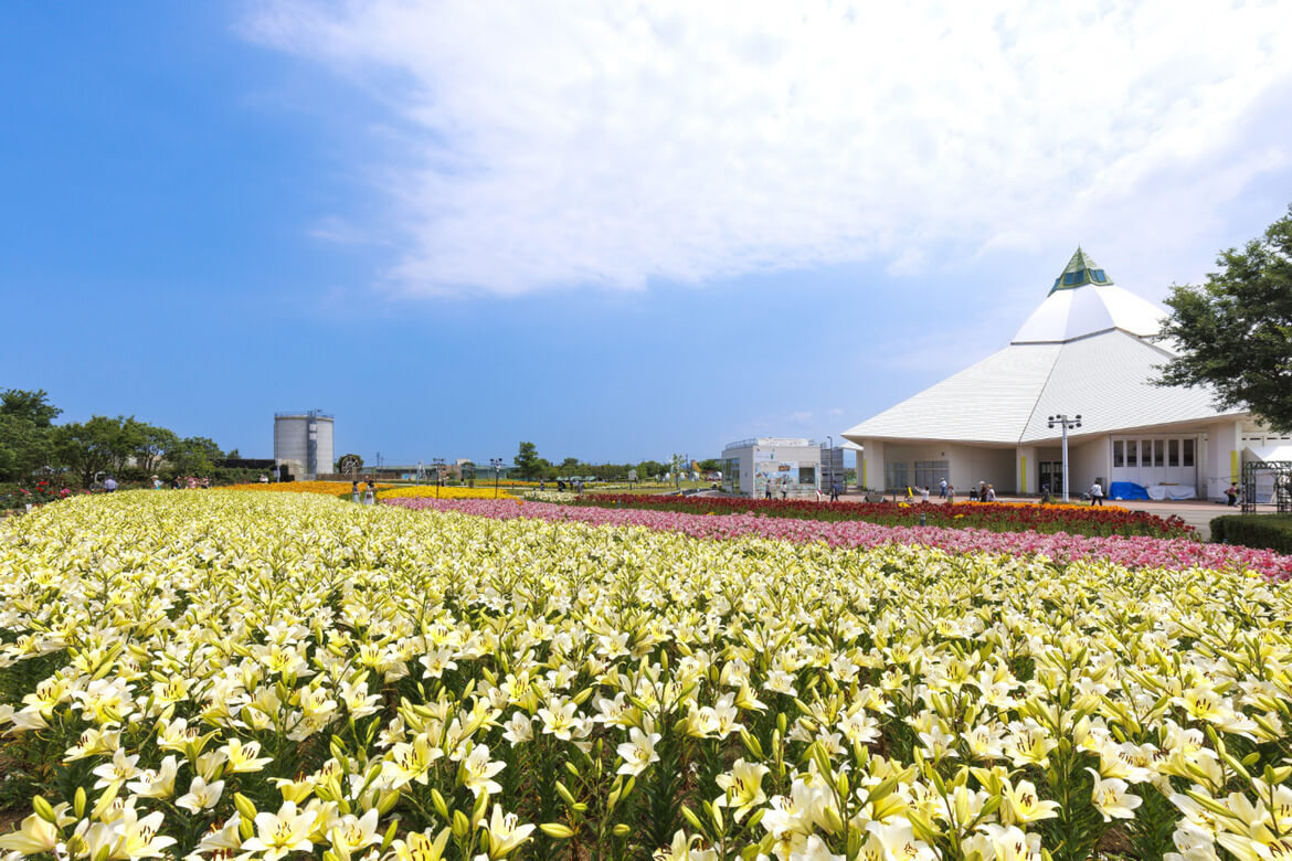 15万輪のゆりに癒される！福井「花の駅 ゆりの里公園」で楽しむゆりフェスタ開催中