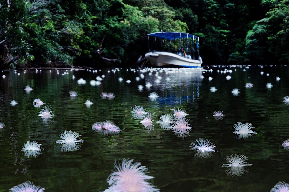 「星野リゾート　西表島ホテル」水面に浮かぶ一夜限りの花を楽しむ『絶景サガリバナクルーズ』6/19より開催