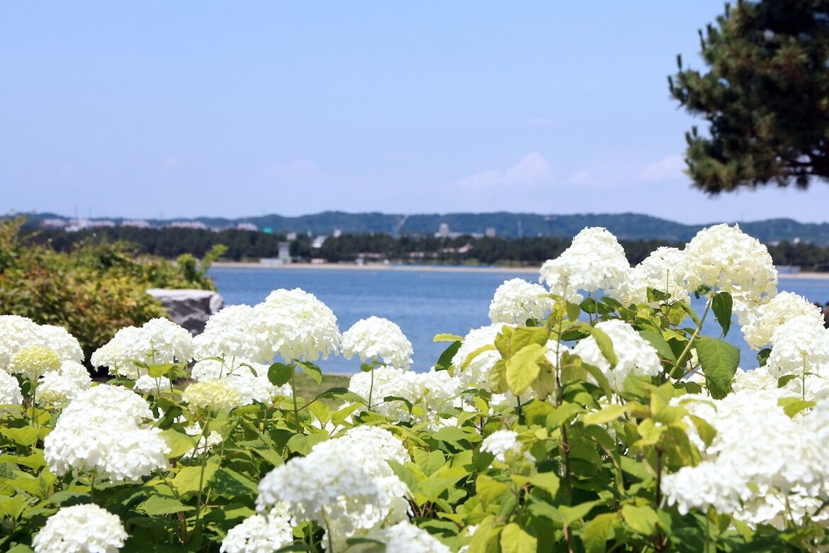 2万株のあじさいが咲き誇る！横浜・八景島シーパラダイスにて、「第24回八景島あじさい祭」6/23まで開催中