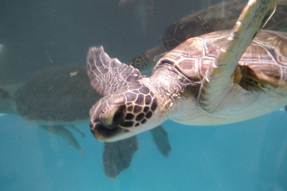 むろと廃校水族館