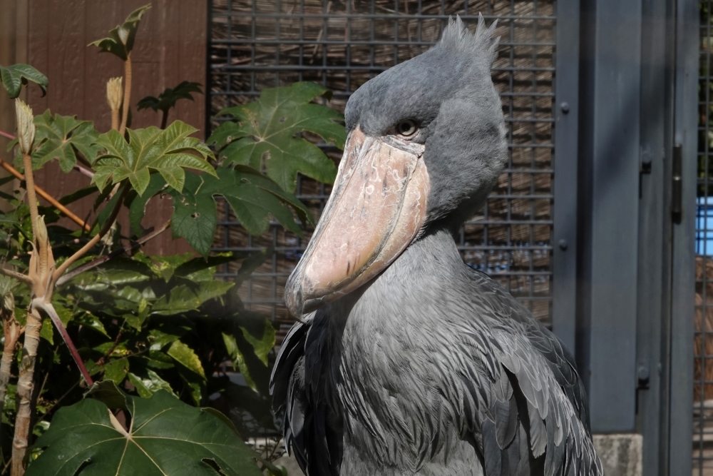 高知県立のいち動物公園