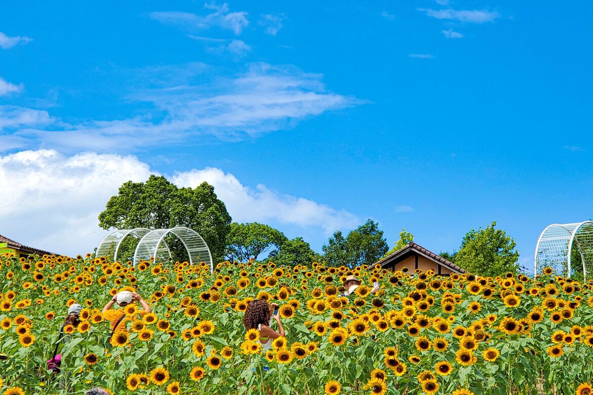 大阪「堺・緑のミュージアム ハーベストの丘」にて、7万本のひまわりが開花中