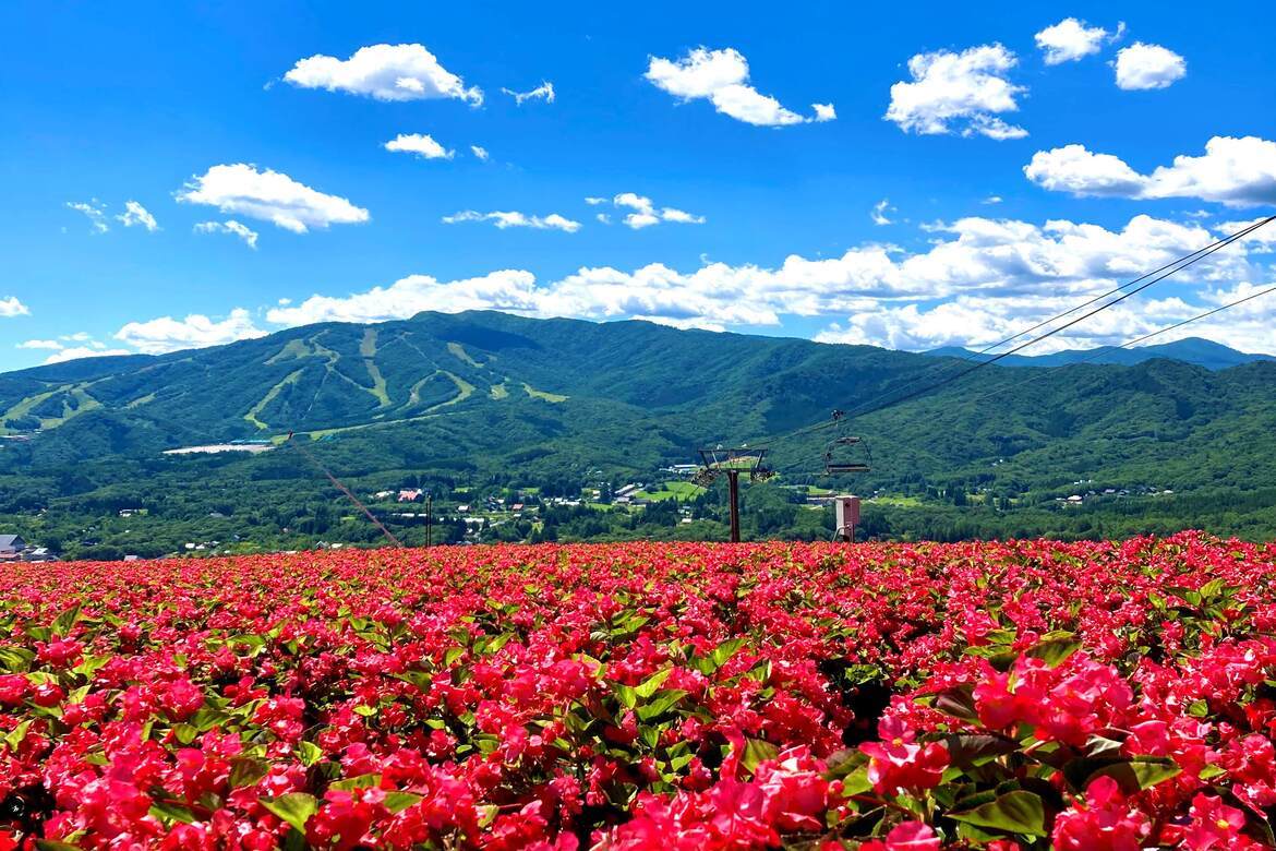 15,000株のベゴニアが間もなく見頃！岐阜県郡上市の高原リゾート「ひるがのピクニックガーデン」 スタート