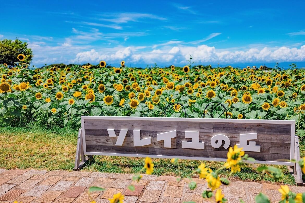 神奈川県横須賀市「長井海の手公園 ソレイユの丘」で約10万本のヒマワリが開花中