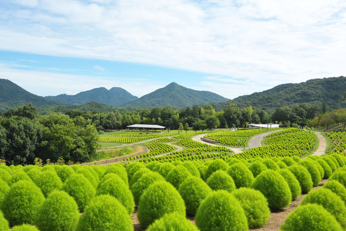 夏を感じる約6,000株のコキア、香川県「国営讃岐まんのう公園」で間もなく見頃