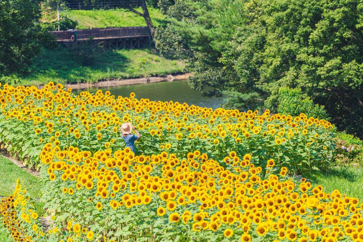 間もなく8,000本のひまわりが見頃！香川県・国営讃岐まんのう公園「サマーフェスタ」開催中