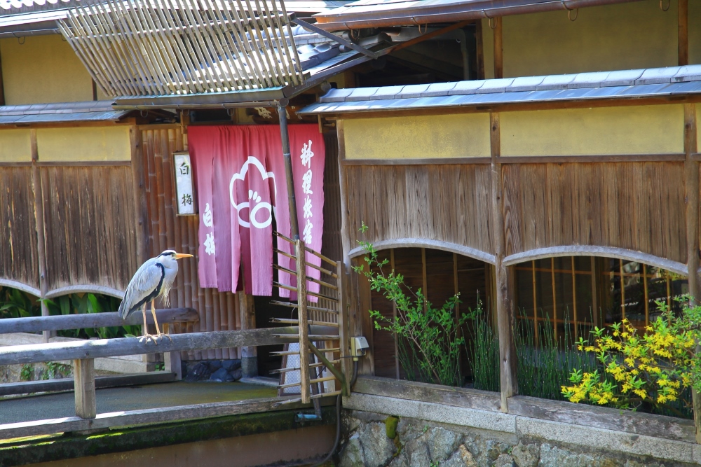 京都の人気旅館おすすめ15選！温泉や部屋食を楽しめるお部屋も