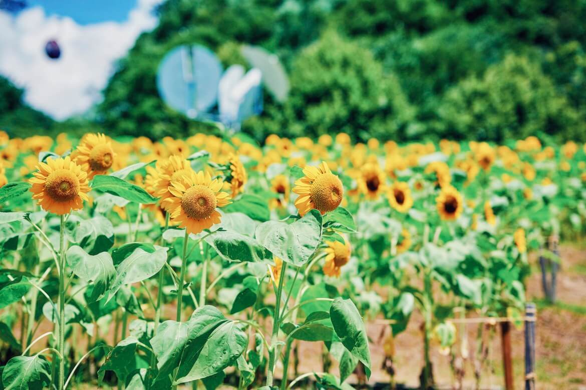 「神戸布引ハーブ園」にてひまわりが見頃！昼は元気いっぱい、夕方は金色に輝く夏の名物風景