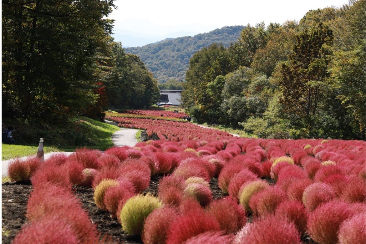 秋を感じる約1万本のコキアの絶景！群馬県沼田市「たんばらコキアガーデン」8/26よりオープン