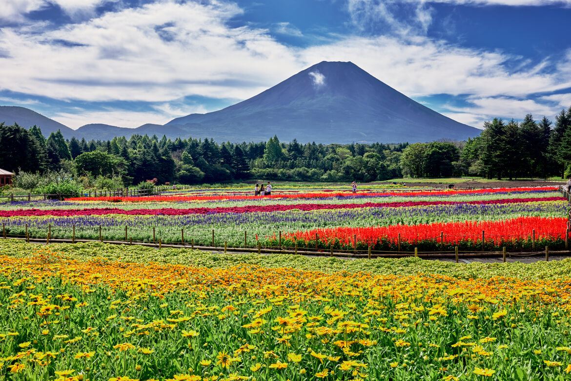 富士山と花畑の競演「富士本栖湖リゾート」