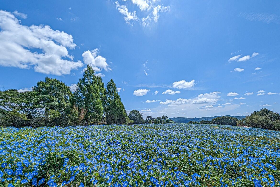 18万輪の西洋アサガオが広がる花畑！広島／世羅「ヘブンリーブルーの丘」8/10オープン