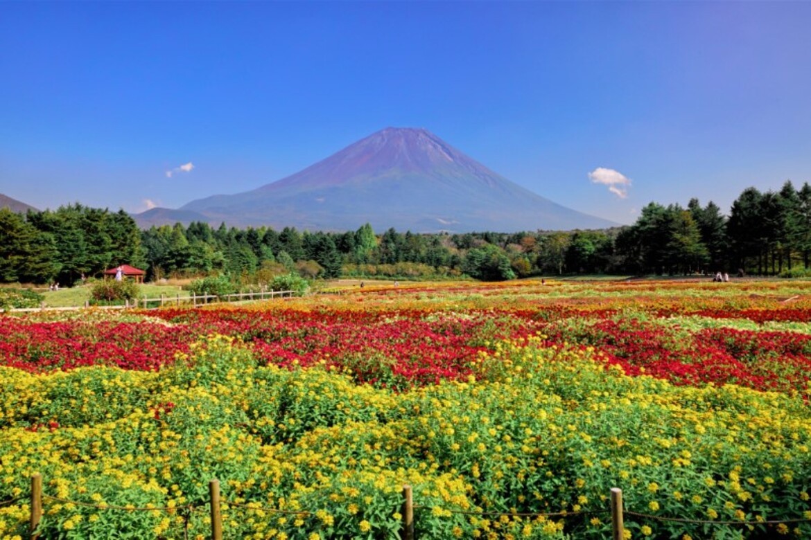 富士本栖湖リゾート「虹の花まつり」 8/31よりスタート、涼しい高原がカラフルな虹色の花畑に