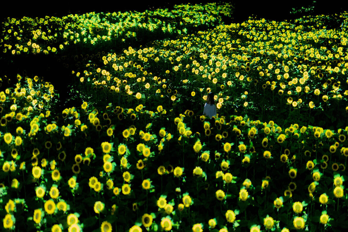 2万株のヒマワリが夜の植物園で一面に光り輝く！「チームラボ ボタニカルガーデン 大阪」8/3より公開