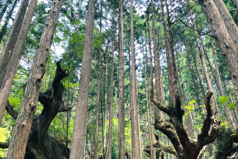 21世紀の森公園