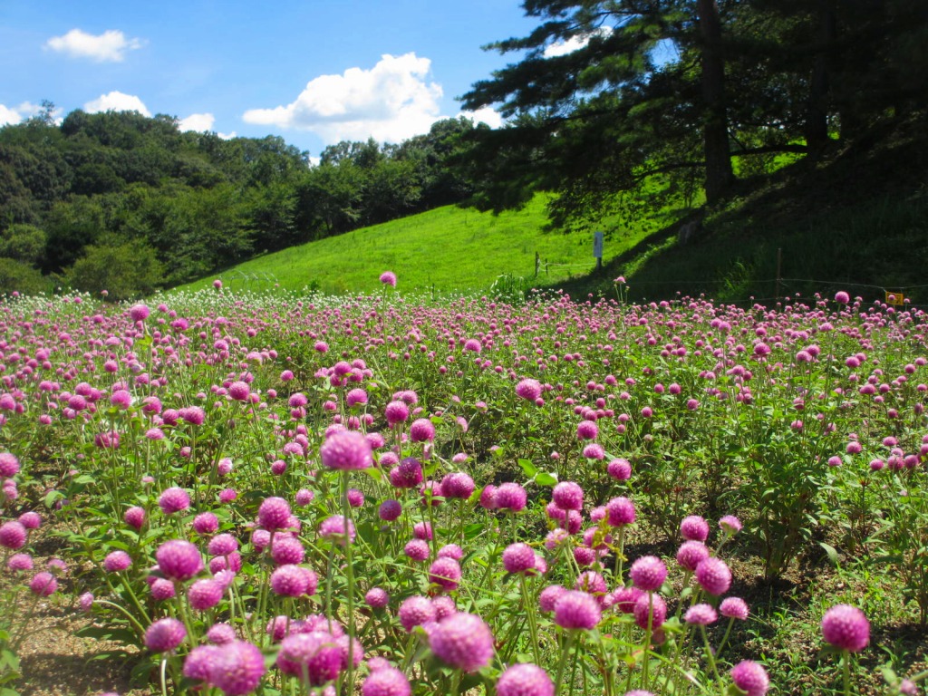 原色の花から可憐な花まで「植物園」「四季の古里」