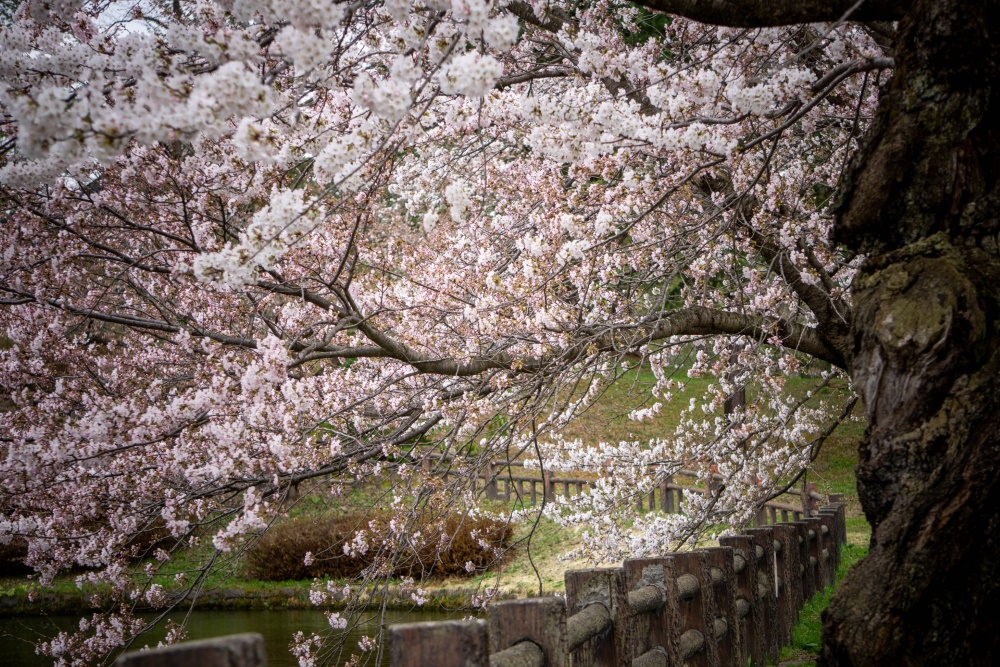 松が岬公園