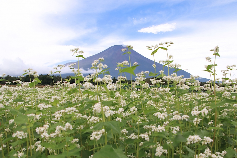 山中湖花の都公園