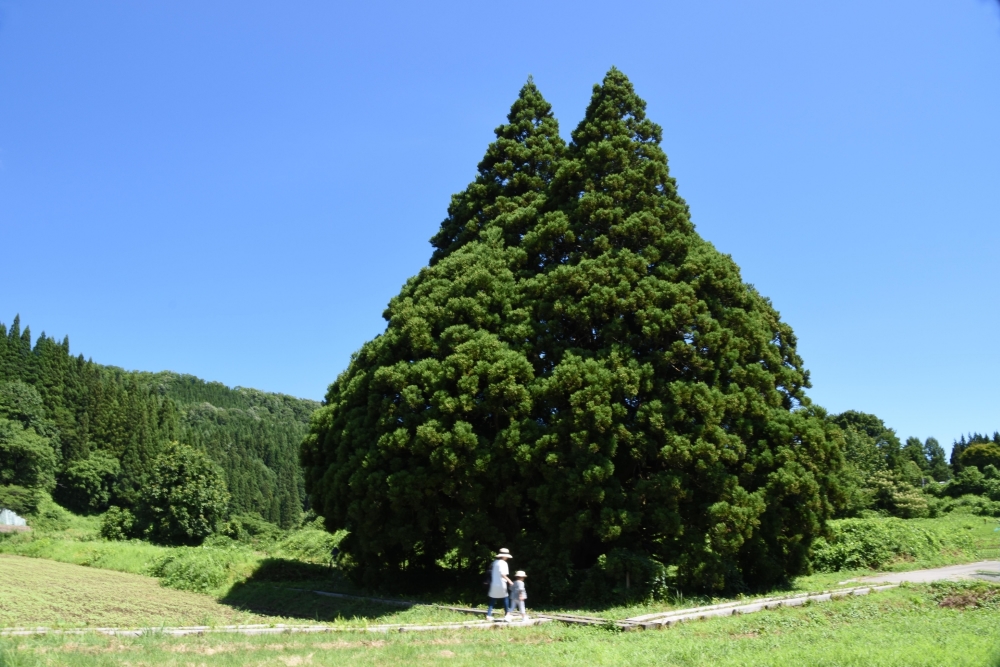 トトロの森（李山丹南山神）