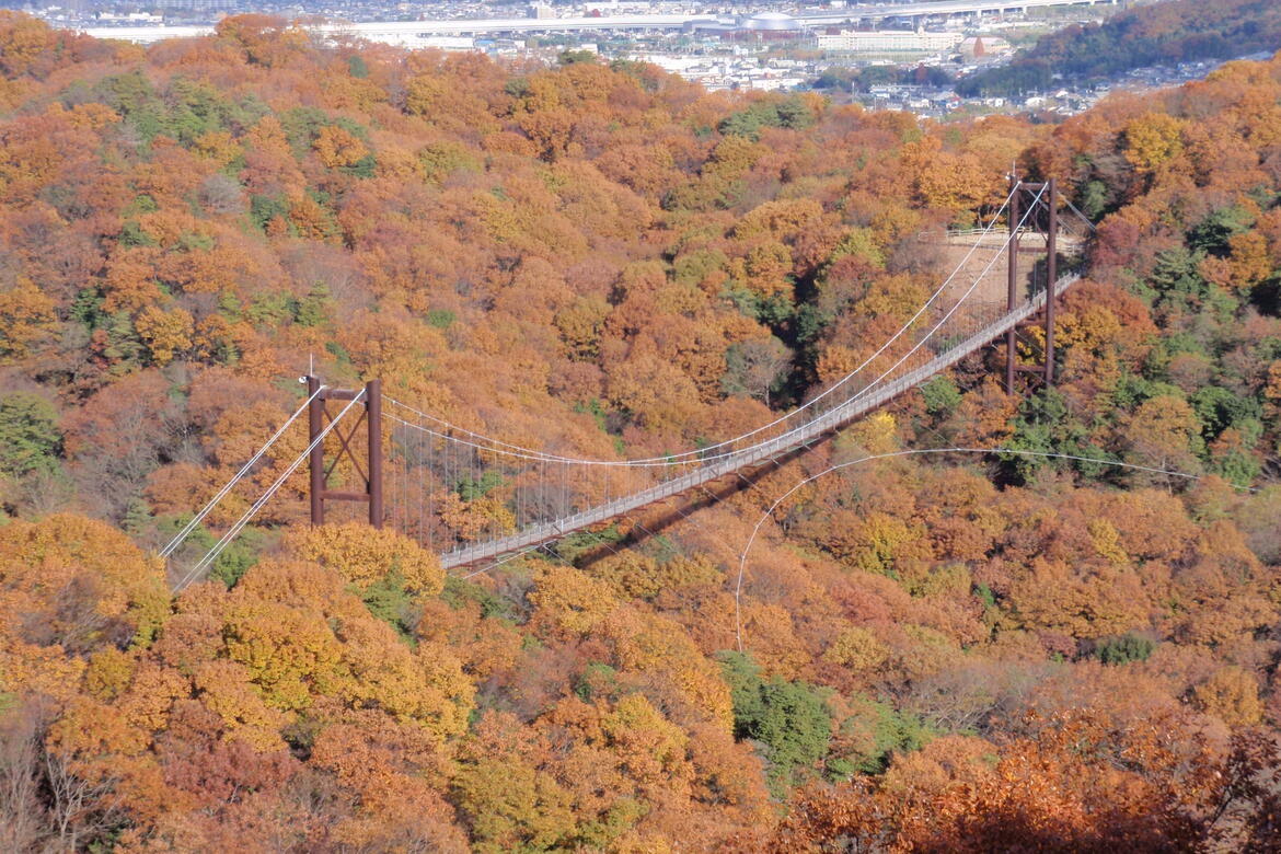 【大阪府】360度の大パノラマで紅葉を望む巨大吊橋「星のブランコ」