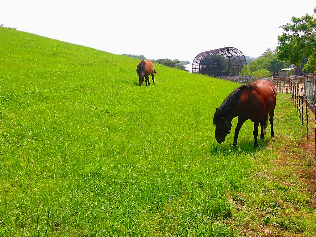 【まとめ】広大で、景色がよく、散歩するだけでも楽しい！